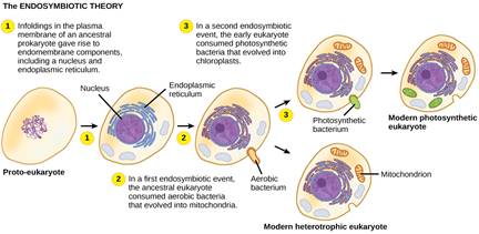 EndosymbioticCC.jpg