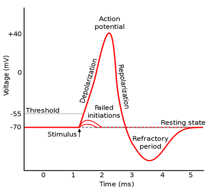 1037px-Action_potential.svg.png