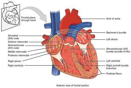 2018_Conduction_System_of_Heart.jpg